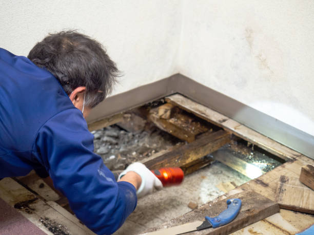 Best Professional Mold Removal  in Notasulga, AL
